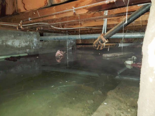 Best Carpet water damage restoration  in Derma, MS
