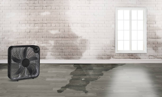 Best Water damage contractors near me  in Derma, MS